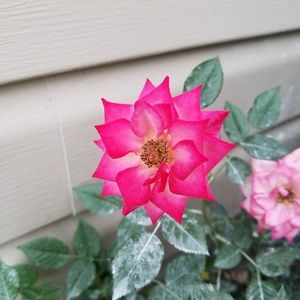 Meet your Posher, Tasha